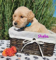 Sheba, a female Golden Retriever for sale in Stanton, MI – 3 of 3