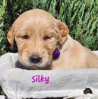 Silky, a female Golden Retriever for sale in Stanton, MI – 4 of 4