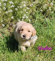 Sheba, a female Golden Retriever for sale in Stanton, MI – 2 of 3