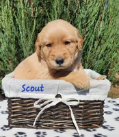 Scout, a male Golden Retriever for sale in Stanton, MI – 3 of 3
