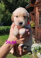 Sage, a female Golden Retriever for sale in Stanton, MI – 3 of 4