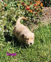 Sage, a female Golden Retriever for sale in Stanton, MI – 4 of 4