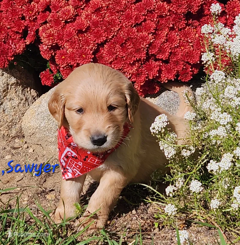 Sawyer – Golden Retriever puppy for sale in Stanton, MI