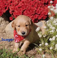 Sawyer, a male Golden Retriever for sale in Stanton, MI – 1 of 3