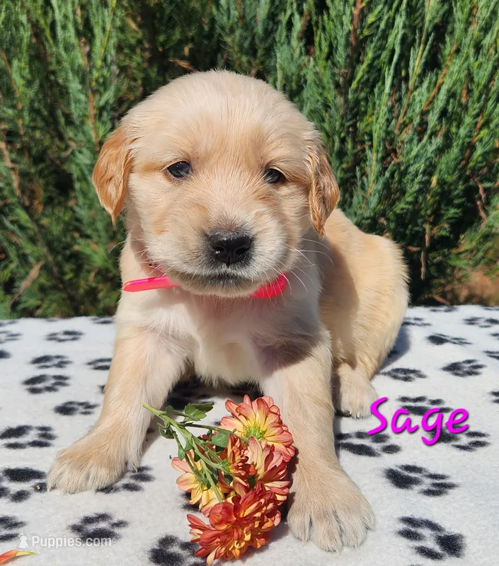 Sage – Golden Retriever puppy for sale in Stanton, MI