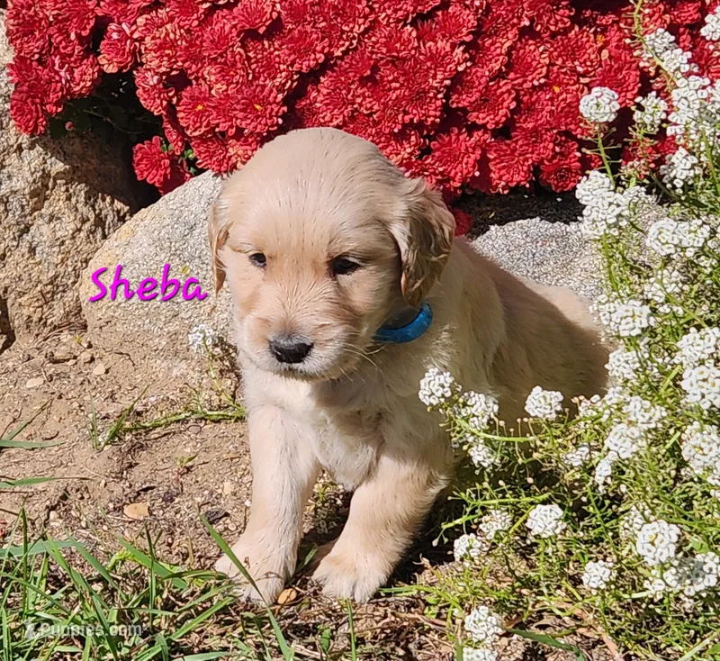 Sheba – Golden Retriever puppy for sale in Stanton, MI