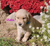 Sheba, a female Golden Retriever for sale in Stanton, MI – 1 of 3