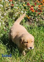 Scout, a male Golden Retriever for sale in Stanton, MI – 2 of 3