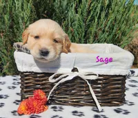 Sage, a female Golden Retriever for sale in Stanton, MI – 2 of 4