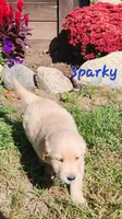 Sparky, a male Golden Retriever for sale in Stanton, MI – 2 of 4