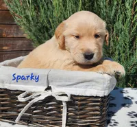 Sparky, a male Golden Retriever for sale in Stanton, MI – 4 of 4