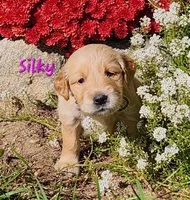 Silky, a female Golden Retriever for sale in Stanton, MI – 3 of 4