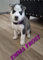 Emma Frost, a female Siberian Husky for sale in Indian Head, MD – Photo 3 of 4