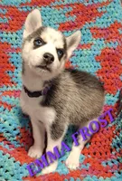 Emma Frost, a female Siberian Husky for sale in Indian Head, MD – Photo 2 of 4