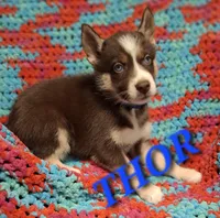 Thor , a male Siberian Husky for sale in Indian Head, MD – Photo 2 of 4