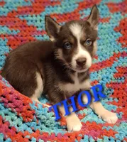 Thor , a male Siberian Husky for sale in Indian Head, MD – Photo 3 of 4