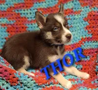 Thor , a male Siberian Husky for sale in Indian Head, MD – Photo 1 of 4