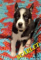 Scarlet , a female Siberian Husky for sale in Indian Head, MD – Photo 3 of 3