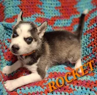 Rocket, a male Siberian Husky for sale in Indian Head, MD – Photo 1 of 2