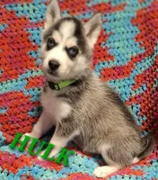 Hulk, a male Siberian Husky for sale in Indian Head, MD – Photo 1 of 2