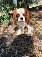 Brodie, a male Cavalier King Charles Spaniel for sale in San Diego, CA – 2 of 5
