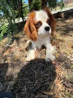 Brodie, a male Cavalier King Charles Spaniel for sale in San Diego, CA – 3 of 5
