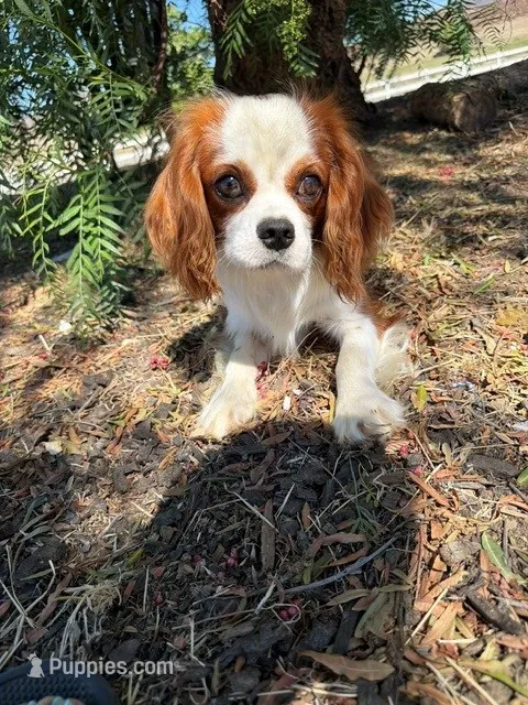 Brodie – Cavalier King Charles Spaniel puppy for sale in San Diego, CA