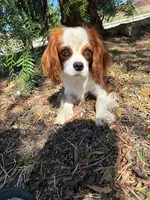 Brodie, a male Cavalier King Charles Spaniel for sale in San Diego, CA – 1 of 5