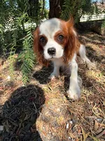 Brodie, a male Cavalier King Charles Spaniel for sale in San Diego, CA – 4 of 5