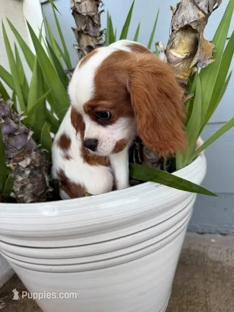 Snickers – Cavalier King Charles Spaniel puppy for sale in San Diego, CA
