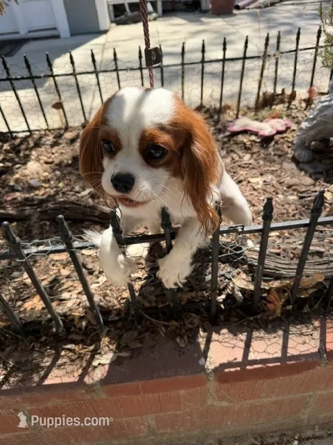 Luna – Cavalier King Charles Spaniel puppy for sale in San Diego, CA