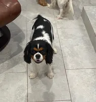 Lady, a female Cavalier King Charles Spaniel for sale in San Diego, CA – 2 of 3