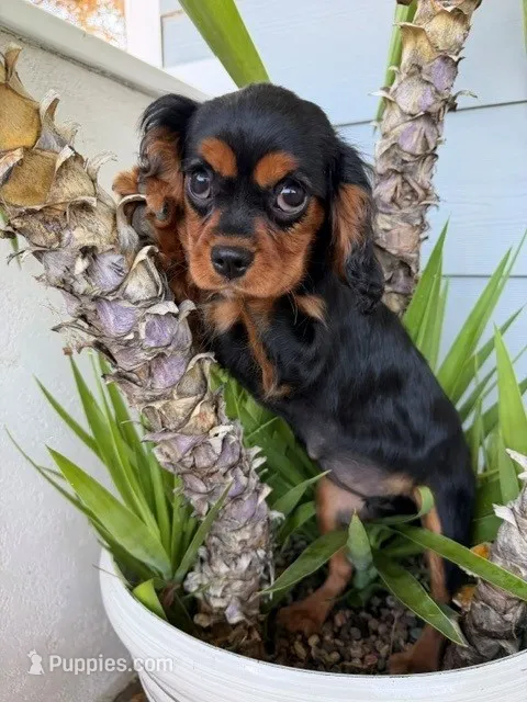 Reese – Cavalier King Charles Spaniel puppy for sale in San Diego, CA