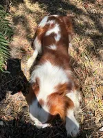 Brodie, a male Cavalier King Charles Spaniel for sale in San Diego, CA – 5 of 5