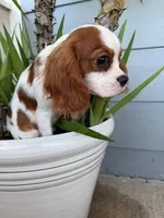 Snickers, a male Cavalier King Charles Spaniel for sale in San Diego, CA – 2 of 2
