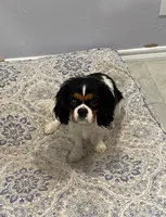 Lady, a female Cavalier King Charles Spaniel for sale in San Diego, CA – 3 of 3