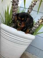 Reese, a female Cavalier King Charles Spaniel for sale in San Diego, CA – 2 of 2