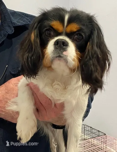 Lady – Cavalier King Charles Spaniel puppy for sale in San Diego, CA