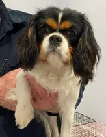 Lady, a female Cavalier King Charles Spaniel for sale in San Diego, CA – 1 of 3