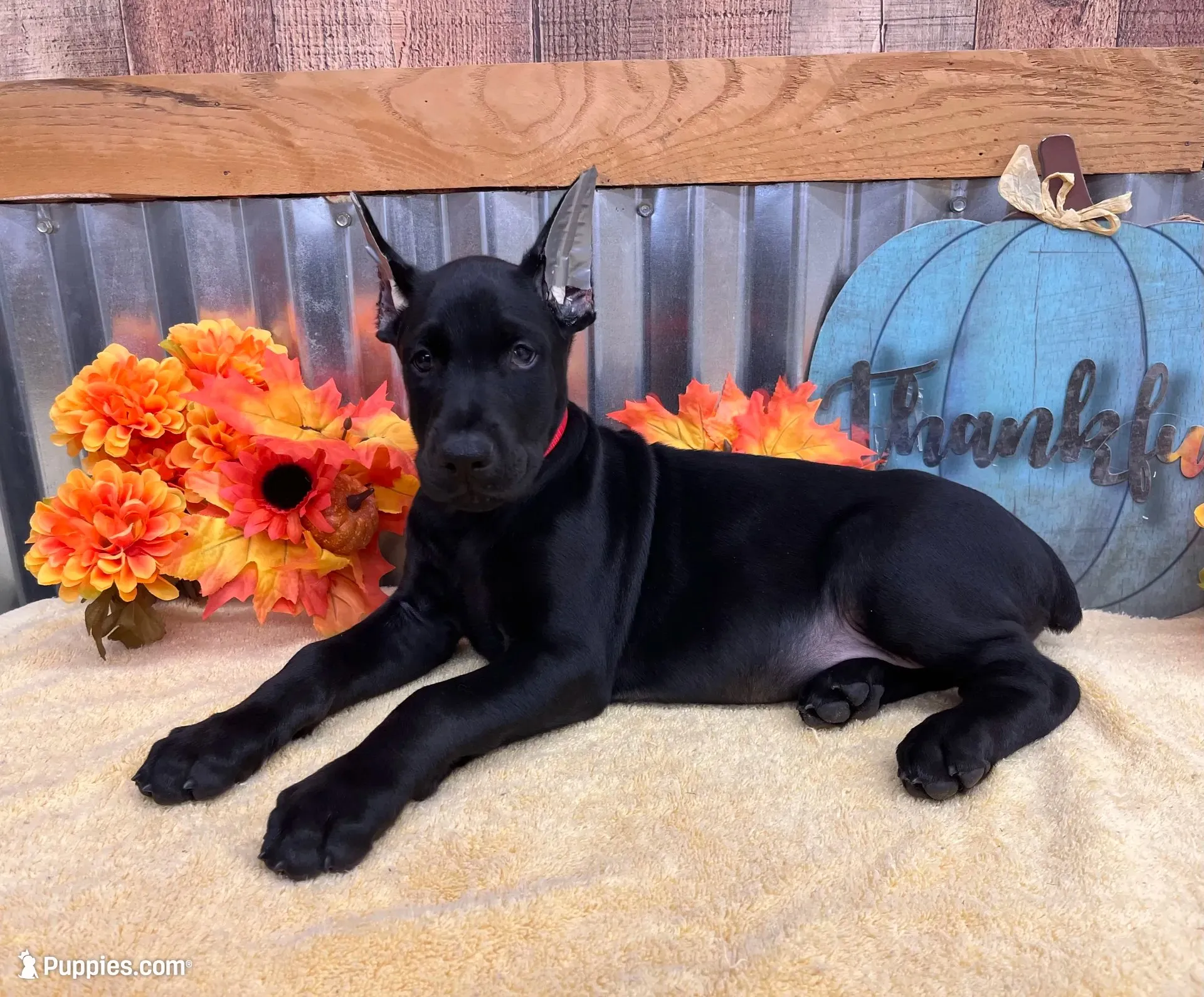 Burito-MELANISTIC Doberman Puppy, a male Doberman Pinscher for sale in Rome, PA – 2 of 7