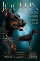 GINGER - AWESOME DOBERMAN, a female Doberman Pinscher for sale in Rome, PA – 3 of 6