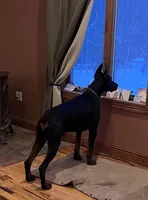 Maple - Doberman Pinscher, a female Doberman Pinscher for sale in Rome, PA – 8 of 8