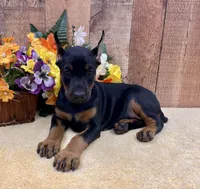 Electra-Black/Rust Exceptional Temperment, a female Doberman Pinscher for sale in Rome, PA – 1 of 8