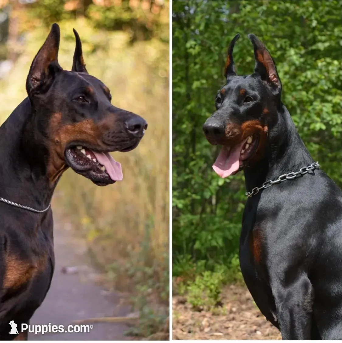 Electra-Stunning Black/Rust Female, a female Doberman Pinscher for sale in Rome, PA – 4 of 10