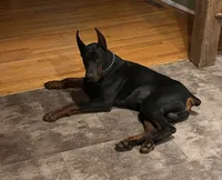 Maple - Doberman Pinscher, a female Doberman Pinscher for sale in Rome, PA – 4 of 8