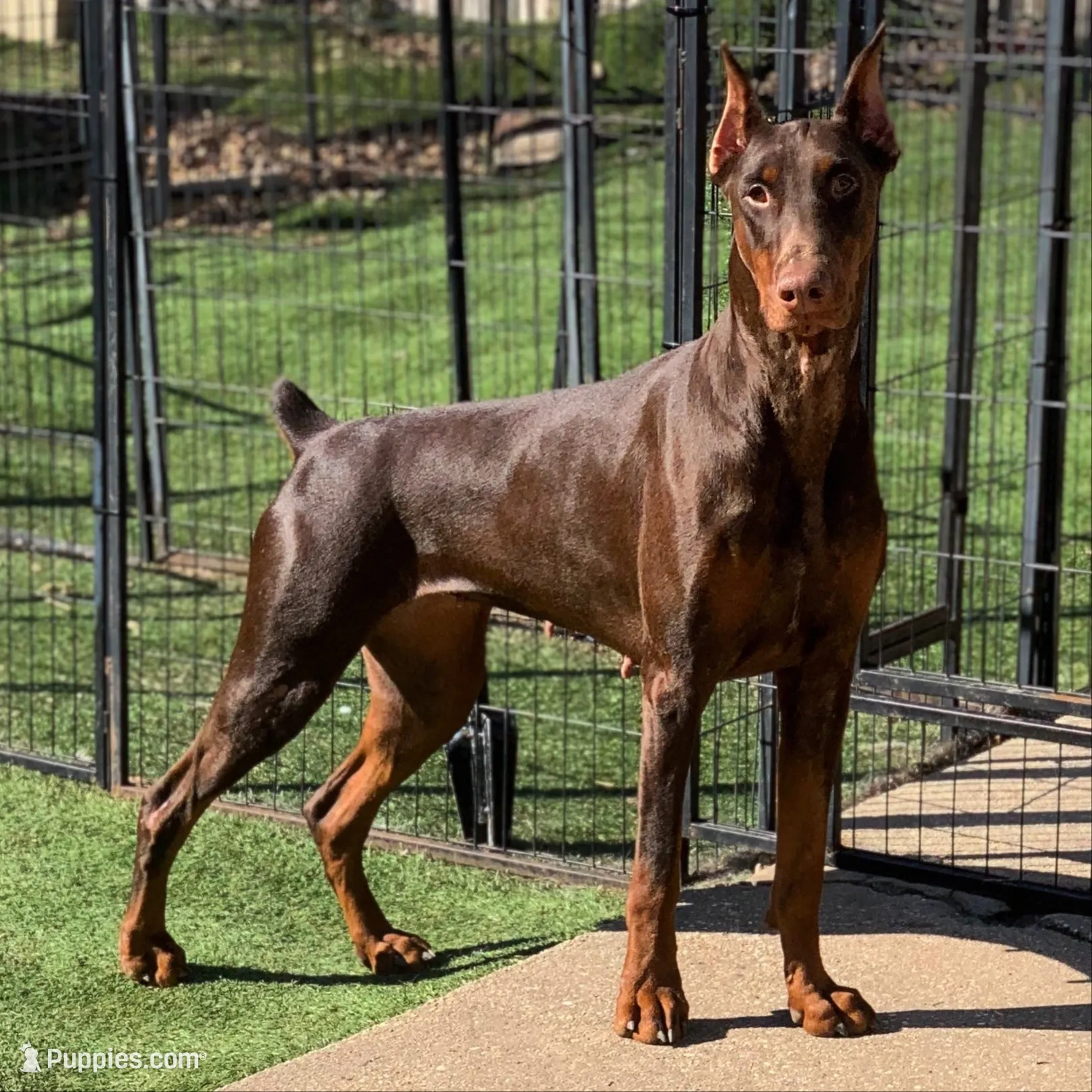 Burito-MELANISTIC Doberman Puppy, a male Doberman Pinscher for sale in Rome, PA – 5 of 7