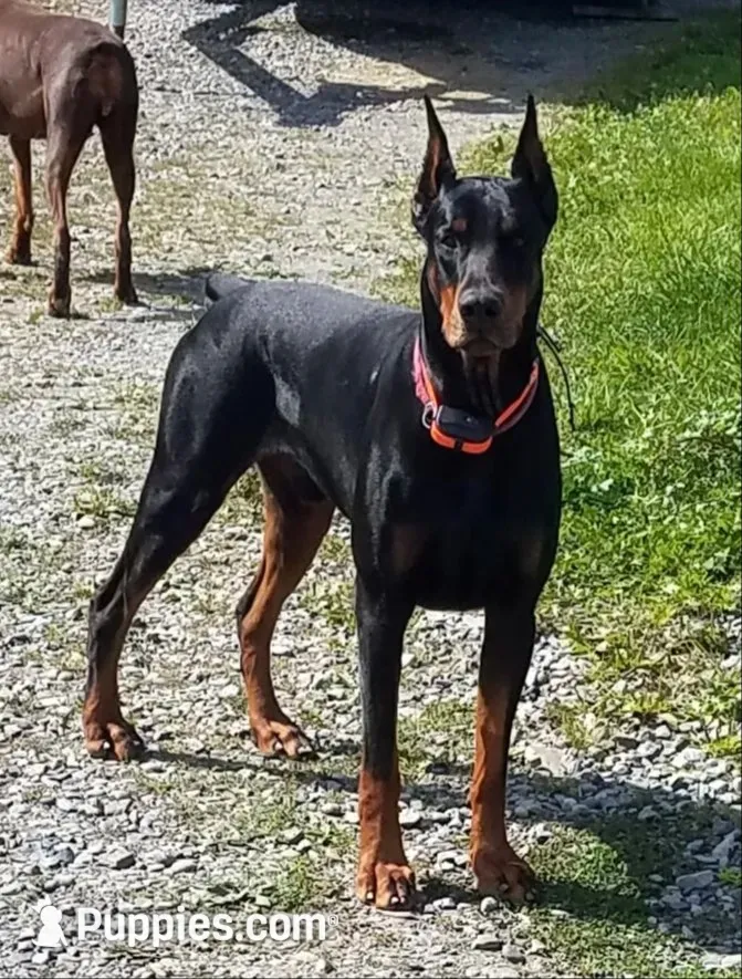 Burito-MELANISTIC Doberman Puppy, a male Doberman Pinscher for sale in Rome, PA – 6 of 7