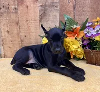 PUMA-BLACK-MELANISTIC DOBERMAN PUPPY, a male Doberman Pinscher for sale in Rome, PA – 2 of 10