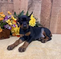 Misty-Black/Rust Exceptional Temperment, a female Doberman Pinscher for sale in Rome, PA – 1 of 7