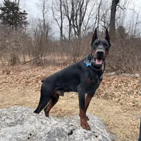 WARRIOR, a male Doberman Pinscher for sale in Rome, PA – Photo 7 of 9